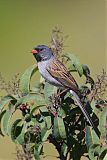 Black-chinned Sparrowborder=